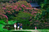 [NSP PHOTO]담양군, 백일홍 만개 명옥헌 원림에 문화관광해설사 추가 배치