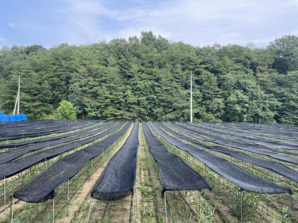 NSP통신-영주시농업기술센터는 장마가 끝나고 본격적인 폭염이 시작됨에 따라 농작물에 발생할 수 있는 고온 피해와 농업인 안전사고 예방에 신경 써 줄 것을 당부했다. (사진 = 영주시)