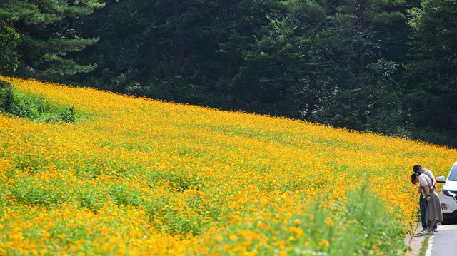 NSP통신-황금 코스모스가 만개한 병방산 군립공원 모습. (사진 = 정선군)