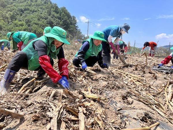 NSP통신-호우피해 괴산군에서 강서구 자원봉사자들이 농경지 복구를 지원 하는 모습 (사진 = 강서구)