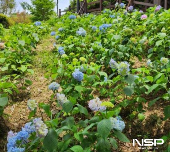 NSP통신-우산공원 수국을 심어 아름다운 복합산림경관숲 조성 (사진 = 광양시청)