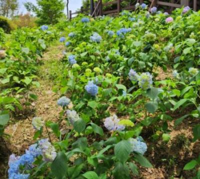 [NSP PHOTO]광양시, 도심공원 복합산림경관숲 조성