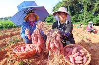 [NSP PHOTO]해남군, 명품 해남고구마 본격 수확