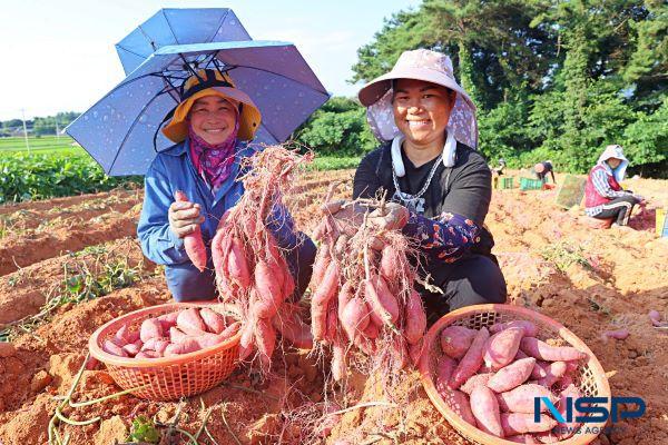 NSP통신-명품 해남고구마 수확현장 (사진 = 해남군)