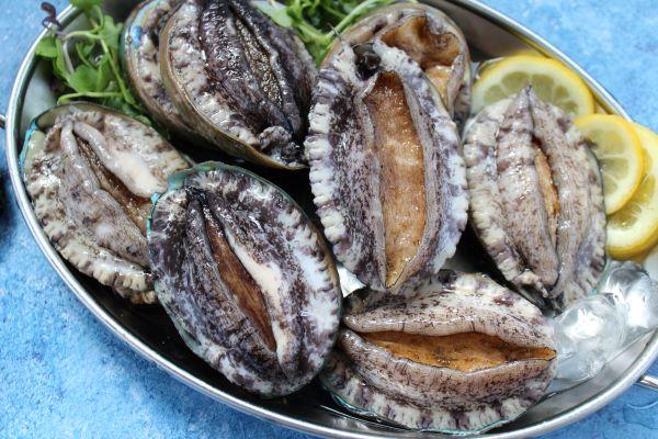 NSP통신-완도 활전복 (사진 = 완도군)