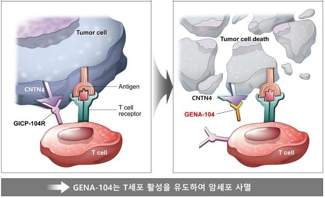NSP통신-GENA-104가 T세포 활성을 억제하는 CNTN4를 차단하여 암세포를 사멸하는 과정 이미지. (이미지 = 지놈앤컴퍼니)