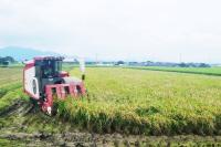 [NSP PHOTO]담양군, 대숲맑은 조기햅쌀 본격 수확