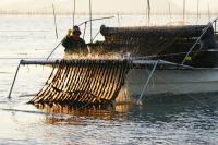 [NSP PHOTO]해남군, 김 양식수산물 재해보험 가입하세요