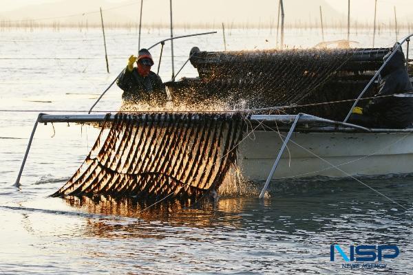 NSP통신-김 양식 채취모습 (사진 = 해남군)