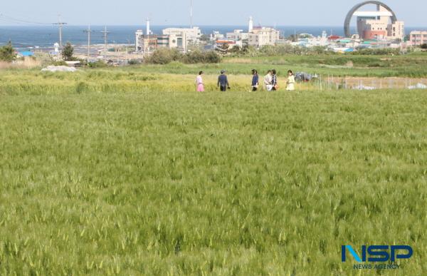 NSP통신-포항시는 푸드테크(Food Tech)+경관 농업 지역 맥주 활성화 모델 개발 사업이 농촌진흥청 기술보급 블렌딩 협력모델 시범사업 공모에 최종 선정됐다고 7일 밝혔다. 호미곶 경관 농업 단지 전경(보리) (사진 = 포항시)