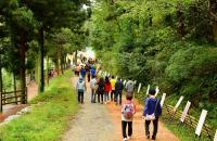 [NSP PHOTO]장성군,  오는 16일 축령산 편백산소축제 팡파르