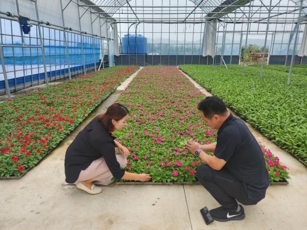 NSP통신-강진군 관내 꽃묘 생산 농가. (사진 = 강진군)