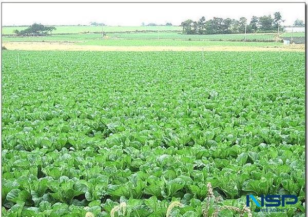 NSP통신- (사진 = 해남군)