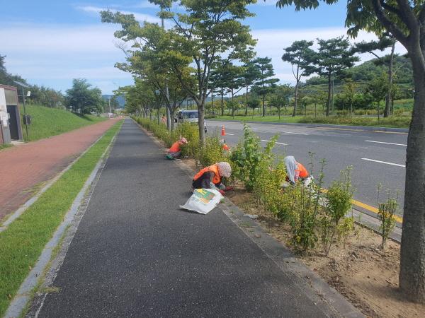 NSP통신-안동시가 추석과 안동국제탈춤페스티벌을 앞두고 경북도청 신도시 일원에서 생활환경 정비작업을 실시했다 (사진 = 안동시)