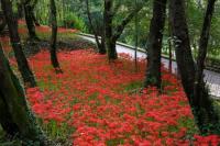 [NSP PHOTO]광양의 가을, 우산공원 꽃무릇과 함께 느껴보세요