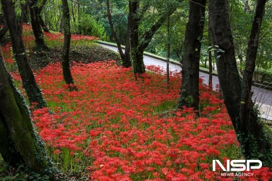 NSP통신-우산공원 입구 활짝 핀 꽃무릇 (사진 = 광양시청)