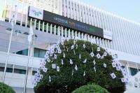 [NSP PHOTO]완도군, 청사 앞 태극기 나무 눈길