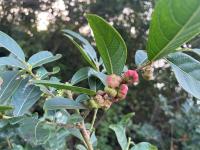 [NSP PHOTO]진도군,세계 유일! 국내 유일!  조도만두나무를 지킨다