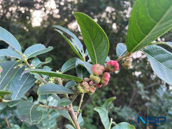 NSP통신-조도만두나무 (사진 = 진도군)