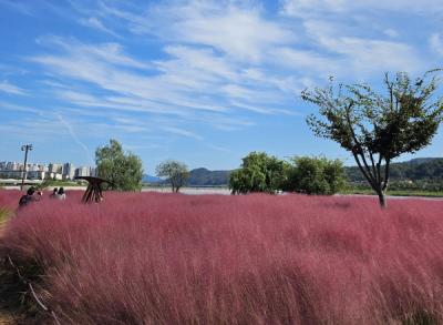 [NSP PHOTO]안동시, 낙동강변 핑크뮬리 만개해 가을 관광객 맞이