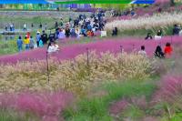[NSP PHOTO]장성군, 황룡강 가을꽃축제 이후에도 오는 22일까지 황룡강 나들이객 맞는다
