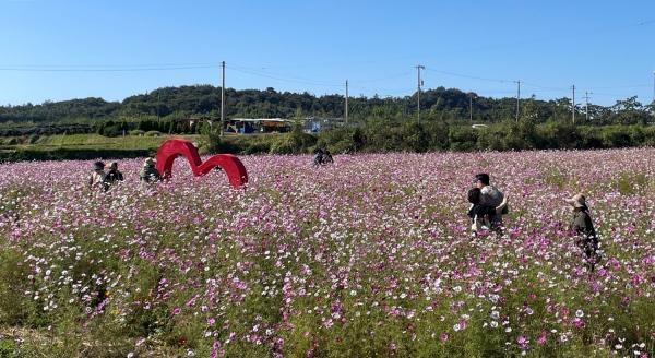 NSP통신-나주시 반남고분 일원에 만개한 코스모스. (사진 = 나주시)