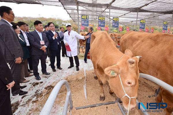 NSP통신-경상북도는 19일 한우의 도시 상주시에서 도내 최고 한우를 선발하는 2023년 경북한우경진대회 를 개최했다. (사진 = 경상북도)