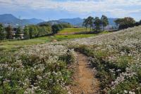 [NSP PHOTO]여수 선사유적공원에 구절초·메밀꽃 만개