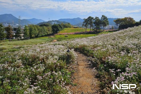 NSP통신-여수시 화장동 선사유적공원(고인돌)에 구절초와 메밀꽃이 활짝 피었다. (사진 = 여수시)