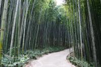 [NSP PHOTO]담양군 3대 명품숲, 문화체육관광부 지역문화매력 100선 로컬100 선정