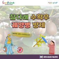 [NSP PHOTO]광양시, 참다래 수확 후 궤양병 방제 당부