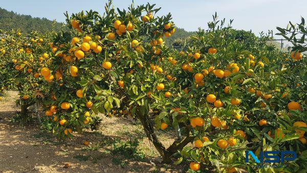 NSP통신-완도 소안 노지 감귤 과수원 (사진 = 완도군)