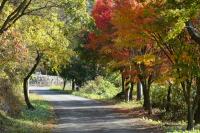 [NSP PHOTO][가볼까] 나주시 녹야원 단풍길 붉은 융단 관광객에 손짓