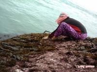 [NSP PHOTO]진도신안군 조간대 돌미역 채취어업 국가중요어업유산 제13호로 지정