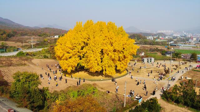 NSP통신-반계리 은행나무 축제 모습. (사진 = 원주시)