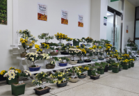 [NSP PHOTO]녹색도시센터 공원과, 가을 소국(小菊)분재전시회 성료