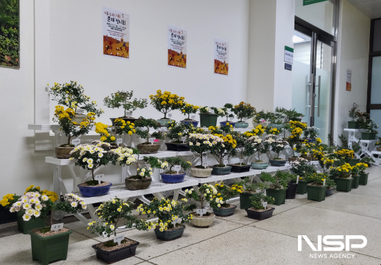 NSP통신-녹색도시센터 공원과 가을 소국(小菊)분재전시회 (사진 = 광양시청)