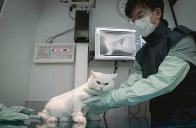 [NSP PHOTO]SKT 반려동물 AI 의료 서비스, 호주·싱가포르 진출…SK테크 서밋 2023서 6G 글로벌 논의의 장 열어