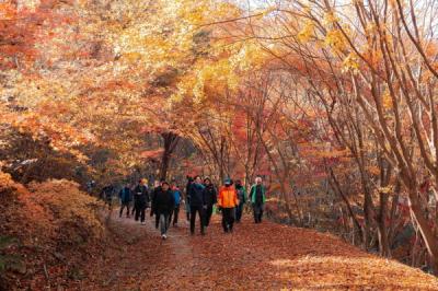 [NSP PHOTO]영암군, 200여 명 영암군민 백룡산 단풍나무 숲길 걸으며 가꿔