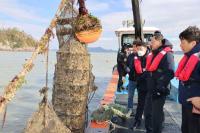 [NSP PHOTO]해남군, 땅끝바다에서도개체굴출하 전망