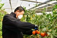 [NSP PHOTO]장성군 새콤달콤 아열대과일 레드향 맛보세요