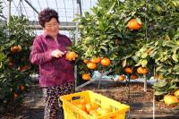 [NSP PHOTO]장흥군, 레드향 수확 한창