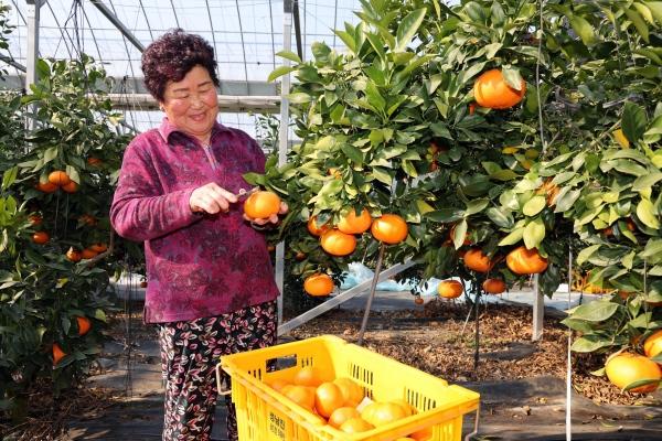 NSP통신- (사진 = 장흥군)