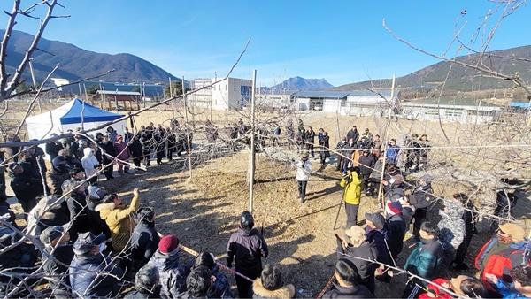 NSP통신-일본 사과 명장 구로다 야스마사씨와 오카다 오사무씨가 동계 정지전정 현장교육을 실시하고 있다. (사진 = 문경시)