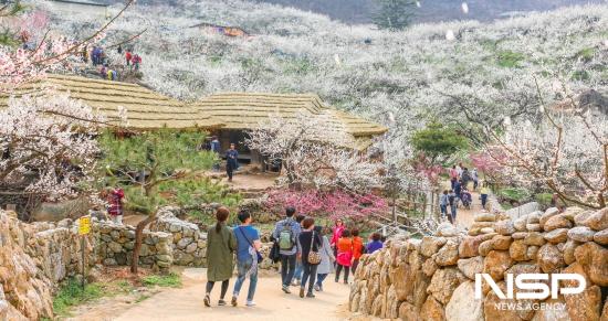 NSP통신-광양매화축제 (사진 = 광양시청)