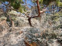 [NSP PHOTO]여수시, 장군도 가마우지 배설물 피해대응 대책 마련