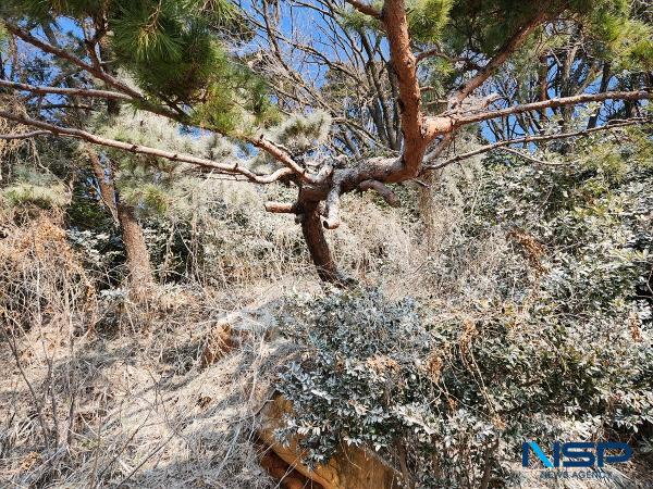 NSP통신-여수 장군도가 겨울철새 민물가마우지의 배설물로 숲 백화현상이 발생했다. (사진 = 여수시)