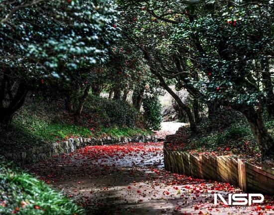 NSP통신-옥룡사 동백나무숲 (사진 = 광양시청)