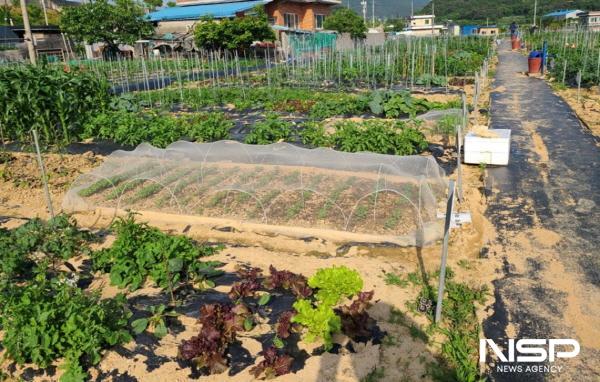 NSP통신-여수시가 도시민 친환경 가족텃밭 운영자를 모집한다. (사진 = 여수시)