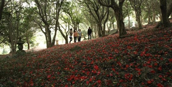 NSP통신-강진 백련사 동백림. (사진 = 강진군)